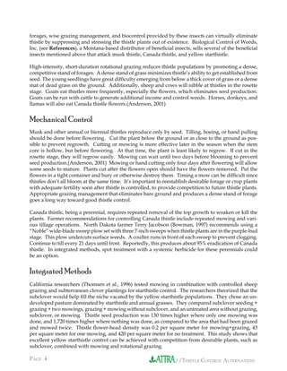 //THISTLE CONTROL ALTERNATIVESPAGE 4 //THISTLE CONTROL ALTERNATIVES
forages, wise grazing management, and biocontrol provided by these insects can virtually eliminate
thistle by suppressing and stressing the thistle plants out of existence. Biological Control of Weeds,
Inc. (see References), a Montana-based distributor of beneﬁcial insects, sells several of the beneﬁcial
insects mentioned above that attack musk thistle, Canada thistle, and yellow starthistle.
High-intensity, short-duration rotational grazing reduces thistle populations by promoting a dense,
competitive stand of forages. A dense stand of grass minimizes thistle’s ability to get established from
seed. The young seedlings have great difﬁculty emerging from below a thick cover of grass or a dense
mat of dead grass on the ground. Additionally, sheep and cows will nibble at thistles in the rosette
stage. Goats eat thistles more frequently, especially the ﬂowers, which eliminates seed production.
Goats can be run with cattle to generate additional income and control weeds. Horses, donkeys, and
llamas will also eat Canada thistle ﬂowers.(Anderson, 2001)
Mechanical Control
Musk and other annual or biennial thistles reproduce only by seed. Tilling, hoeing, or hand pulling
should be done before ﬂowering. Cut the plant below the ground or as close to the ground as pos-
sible to prevent regrowth. Cutting or mowing is more effective later in the season when the stem
core is hollow, but before ﬂowering. At that time, the plant is least likely to regrow. If cut in the
rosette stage, they will regrow easily. Mowing can wait until two days before blooming to prevent
seed production.(Anderson, 2001) Mowing or hand cutting only four days after ﬂowering will allow
some seeds to mature. Plants cut after the ﬂowers open should have the ﬂowers removed. Put the
ﬂowers in a tight container and bury or otherwise destroy them. Timing a mow can be difﬁcult since
thistles don’t all bloom at the same time. It’s important to reestablish desirable forage or crop plants
with adequate fertility soon after thistle is controlled, to provide competition to future thistle plants.
Appropriate grazing management that eliminates bare ground and produces a dense stand of forage
goes a long way toward good thistle control.
Canada thistle, being a perennial, requires repeated removal of the top growth to weaken or kill the
plants. Farmer recommendations for controlling Canada thistle include repeated mowing and vari-
ous tillage operations. North Dakota farmer Terry Jacobson (Bowman, 1997) recommends using a
“Noble” wide-blade sweep plow set with three 7-inch sweeps when thistle plants are in the purple-bud
stage. This plow undercuts surface weeds. A coulter runs in front of each sweep to prevent clogging.
Continue to till every 21 days until frost. Reportedly, this produces about 95% eradication of Canada
thistle. In integrated methods, spot treatment with a systemic herbicide for these perennials could
be an option.
Integrated Methods
California researchers (Thomsen et al., 1996) tested mowing in combination with controlled sheep
grazing and subterranean clover plantings for starthistle control. The researchers theorized that the
subclover would help ﬁll the niche vacated by the yellow starthistle populations. They chose an un-
developed pasture dominated by starthistle and annual grasses. They compared subclover seeding +
grazing + two mowings, grazing + mowing without subclover, and an untreated area without grazing,
subclover, or mowing. Thistle seed production was 130 times higher where only one mowing was
done, and 1,720 times higher where nothing was done, as compared to the area that had been grazed
and mowed twice. Thistle ﬂower-head density was 0.2 per square meter for mowing+grazing, 43
per square meter for one mowing, and 420 per square meter for no treatment. This study shows that
excellent yellow starthistle control can be achieved with competition from desirable plants, such as
subclover, combined with mowing and rotational grazing.
 