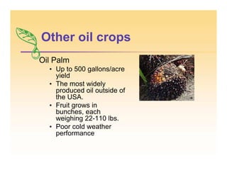 Other oil crops
Oil Palm
• Up to 500 gallons/acre
yield
• The most widely
produced oil outside of
the USA.
• Fruit grows in
bunches, each
weighing 22-110 lbs.
• Poor cold weather
performance
 