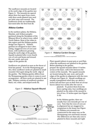 ATTRA// Companion Planting: Basic Concepts & Resources Page 10
The sunflower mounds are located
at the north edge of the garden (see
Figure 1). The mounds are spaced
about three feet apart from center,
with three seeds planted (one seed
per hole) atop each mound. The
sunflowers seeds are traditionally
harvested after the first frost (6).
Hidatsa Gardens
In the northern plains, the Hidatsa,
Mandan, and Arikara peoples
gardened along the floodplain of the
Missouri River in what is now called
North Dakota. Most of the tribes in
this region used the Hidatsa garden
design (see Figure 4). Hidatsa
gardens are designed to have alter-
nating, staggered rows of corn and
beans, with sunflowers growing
along the north edge of the garden.
Squash is planted after every fourth
row of corn and beans and around
the east, south, and west
edges of the garden (6).
Sunflowers are planted as soon as the threat of
frost has passed. As in the Wampanoag gar-
den, three sunflower seeds are planted in small
mounds 3 feet apart along the north edge of
the garden. The Hidatsa garden differs from
the Wampanoag garden when it comes to seed
arrangement—all three seeds are planted in one
hole. Hidatsa varieties of sunflower produce
black, red, white, and striped seeds (6).
Plant squash indoors in peat pots or seed flats
when the sunflowers are planted in the garden.
Before planting in the garden,
prepare the squash mounds (about 15 inches
across at the base), with 4 feet between the
centers of the mounds. The squash mounds
are located along the east, west, and south
edges of the garden in alignment with the rows
of beans (see Figure 4). Squash seedlings are
usually transplanted when they are about 4
inches tall and have put on their first set of true
leaves (about two weeks after the corn is
planted). To protect them from the
heavy spring rains, four seedlings are
planted on the sides of the mound in
sets of two, 12 inches apart (see Figure
5) (6).
In the Hidatsa garden, there are
usually four corn mounds per row of
corn. Note that the rows of corn are
in alignment but are staggered in
comparison to the beans (see Figure
4). Hidatsa corn mounds are
constructed in the same way as the
Wampanoag corn and beans mound.
The differences are that only corn is
planted in these mounds and eight
SS
S S
Space
Seedlings
½ in.
apart
12 in.
Figure 5: Hidatsa Squash Mound
Drawing by Mardi Dodson
Concept taken from Native American Gardening by Michael J. Caduto and Joseph Bruchac
SF SF SF SF SF SFSF
C C C C
B B BSQ SQ
C C C C
B B BSQ SQ
C C C C
B B BSQ SQ
C C C C
SQ SQSQ SQ SQ
Figure 4: Hidatsa Garden Design
N
Drawing by Mardi Dodson
Concept taken from Native American Gardening by Michael J. Caduto and Joseph Bruchac
 
