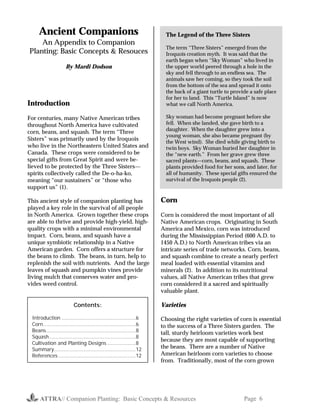 ATTRA// Companion Planting: Basic Concepts & Resources Page 6
Ancient Companions
An Appendix to Companion
Planting: Basic Concepts & Resouces
By Mardi Dodson
Introduction
For centuries, many Native American tribes
throughout North America have cultivated
corn, beans, and squash. The term “Three
Sisters” was primarily used by the Iroquois
who live in the Northeastern United States and
Canada. These crops were considered to be
special gifts from Great Spirit and were be-
lieved to be protected by the Three Sisters—
spirits collectively called the De-o-ha-ko,
meaning “our sustainers” or “those who
support us” (1).
This ancient style of companion planting has
played a key role in the survival of all people
in North America. Grown together these crops
are able to thrive and provide high-yield, high-
quality crops with a minimal environmental
impact. Corn, beans, and squash have a
unique symbiotic relationship in a Native
American garden. Corn offers a structure for
the beans to climb. The beans, in turn, help to
replenish the soil with nutrients. And the large
leaves of squash and pumpkin vines provide
living mulch that conserves water and pro-
vides weed control.
Corn
Corn is considered the most important of all
Native American crops. Originating in South
America and Mexico, corn was introduced
during the Mississippian Period (600 A.D. to
1450 A.D.) to North American tribes via an
intricate series of trade networks. Corn, beans,
and squash combine to create a nearly perfect
meal loaded with essential vitamins and
minerals (2). In addition to its nutritional
values, all Native American tribes that grew
corn considered it a sacred and spiritually
valuable plant.
Varieties
Choosing the right varieties of corn is essential
to the success of a Three Sisters garden. The
tall, sturdy heirloom varieties work best
because they are most capable of supporting
the beans. There are a number of Native
American heirloom corn varieties to choose
from. Traditionally, most of the corn grown
The Legend of the Three Sisters
The term “Three Sisters” emerged from the
Iroquois creation myth. It was said that the
earth began when “Sky Woman” who lived in
the upper world peered through a hole in the
sky and fell through to an endless sea. The
animals saw her coming, so they took the soil
from the bottom of the sea and spread it onto
the back of a giant turtle to provide a safe place
for her to land. This “Turtle Island” is now
what we call North America.
Sky woman had become pregnant before she
fell. When she landed, she gave birth to a
daughter. When the daughter grew into a
young woman, she also became pregnant (by
the West wind). She died while giving birth to
twin boys. Sky Woman buried her daughter in
the “new earth.” From her grave grew three
sacred plants—corn, beans, and squash. These
plants provided food for her sons, and later, for
all of humanity. These special gifts ensured the
survival of the Iroquois people (2).
Contents:
Introduction ...............................................6
Corn...........................................................6
Beans.........................................................8
Squash.......................................................8
Cultivation and Planting Designs ..................8
Summary....................................................12
References .................................................12
 