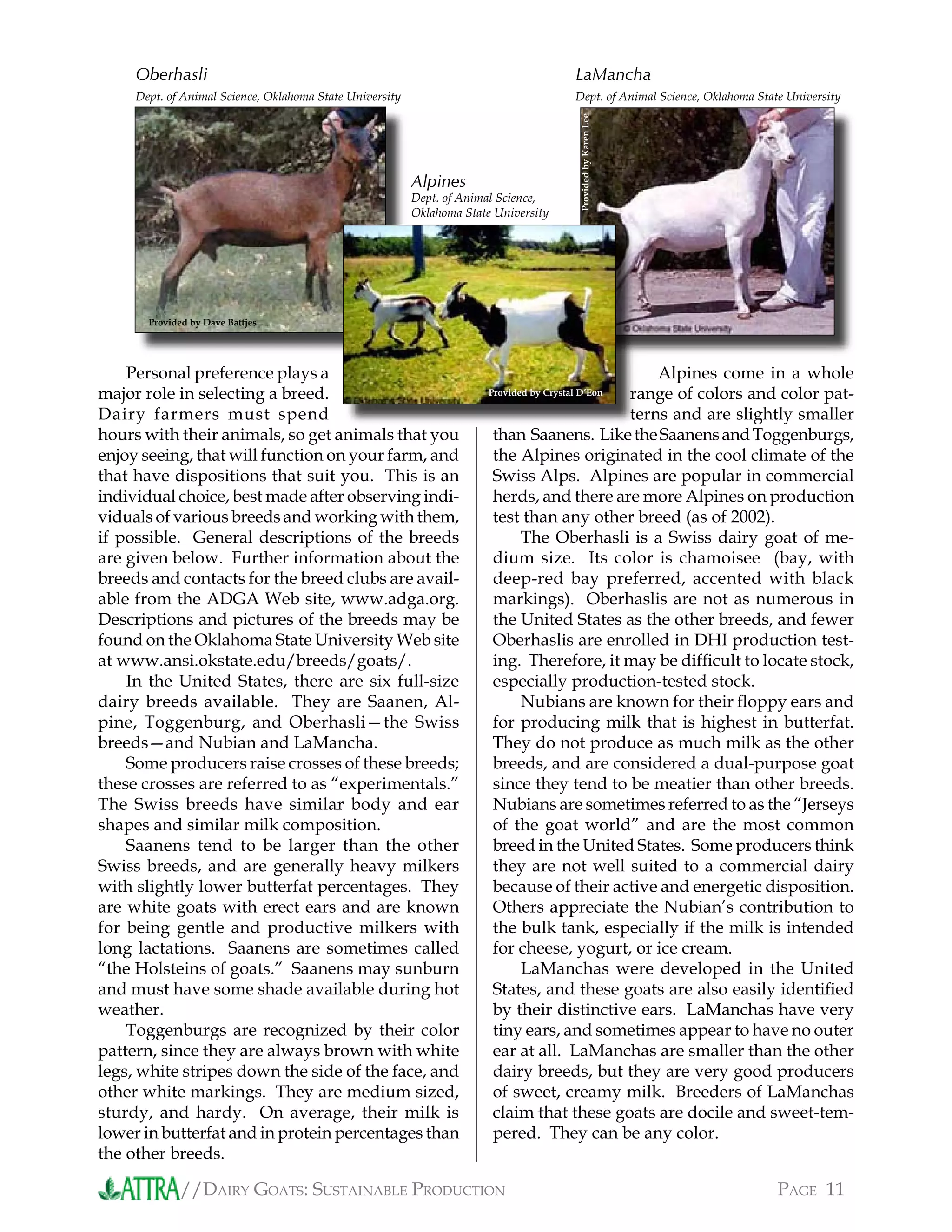 //DAIRY GOATS: SUSTAINABLE PRODUCTION PAGE 11
Personal preference plays a
major role in selecting a breed.
Dairy farmers must spend
hours with their animals, so get animals that you
enjoy seeing, that will function on your farm, and
that have dispositions that suit you. This is an
individual choice, best made after observing indi-
viduals of various breeds and working with them,
if possible. General descriptions of the breeds
are given below. Further information about the
breeds and contacts for the breed clubs are avail-
able from the ADGA Web site, www.adga.org.
Descriptions and pictures of the breeds may be
found on the Oklahoma State University Web site
at www.ansi.okstate.edu/breeds/goats/.
In the United States, there are six full-size
dairy breeds available. They are Saanen, Al-
pine, Toggenburg, and Oberhasli—the Swiss
breeds—and Nubian and LaMancha.
Some producers raise crosses of these breeds;
these crosses are referred to as “experimentals.”
The Swiss breeds have similar body and ear
shapes and similar milk composition.
Saanens tend to be larger than the other
Swiss breeds, and are generally heavy milkers
with slightly lower butterfat percentages. They
are white goats with erect ears and are known
for being gentle and productive milkers with
long lactations. Saanens are sometimes called
“the Holsteins of goats.” Saanens may sunburn
and must have some shade available during hot
weather.
Toggenburgs are recognized by their color
pattern, since they are always brown with white
legs, white stripes down the side of the face, and
other white markings. They are medium sized,
sturdy, and hardy. On average, their milk is
lower in butterfat and in protein percentages than
the other breeds.
Alpines come in a whole
range of colors and color pat-
terns and are slightly smaller
than Saanens. LiketheSaanensandToggenburgs,
the Alpines originated in the cool climate of the
Swiss Alps. Alpines are popular in commercial
herds, and there are more Alpines on production
test than any other breed (as of 2002).
The Oberhasli is a Swiss dairy goat of me-
dium size. Its color is chamoisee (bay, with
deep-red bay preferred, accented with black
markings). Oberhaslis are not as numerous in
the United States as the other breeds, and fewer
Oberhaslis are enrolled in DHI production test-
ing. Therefore, it may be difﬁcult to locate stock,
especially production-tested stock.
Nubians are known for their ﬂoppy ears and
for producing milk that is highest in butterfat.
They do not produce as much milk as the other
breeds, and are considered a dual-purpose goat
since they tend to be meatier than other breeds.
Nubians are sometimes referred to as the “Jerseys
of the goat world” and are the most common
breed in the United States. Some producers think
they are not well suited to a commercial dairy
because of their active and energetic disposition.
Others appreciate the Nubian’s contribution to
the bulk tank, especially if the milk is intended
for cheese, yogurt, or ice cream.
LaManchas were developed in the United
States, and these goats are also easily identiﬁed
by their distinctive ears. LaManchas have very
tiny ears, and sometimes appear to have no outer
ear at all. LaManchas are smaller than the other
dairy breeds, but they are very good producers
of sweet, creamy milk. Breeders of LaManchas
claim that these goats are docile and sweet-tem-
pered. They can be any color.
LaMancha
Dept. of Animal Science, Oklahoma State University
Oberhasli
Dept. of Animal Science, Oklahoma State University
Provided by Dave Battjes
range of colors and color pat
terns and are slightly smaller
Provided by Crystal D’Eon
ProvidedbyKarenLee
Alpines
Dept. of Animal Science,
Oklahoma State University
 