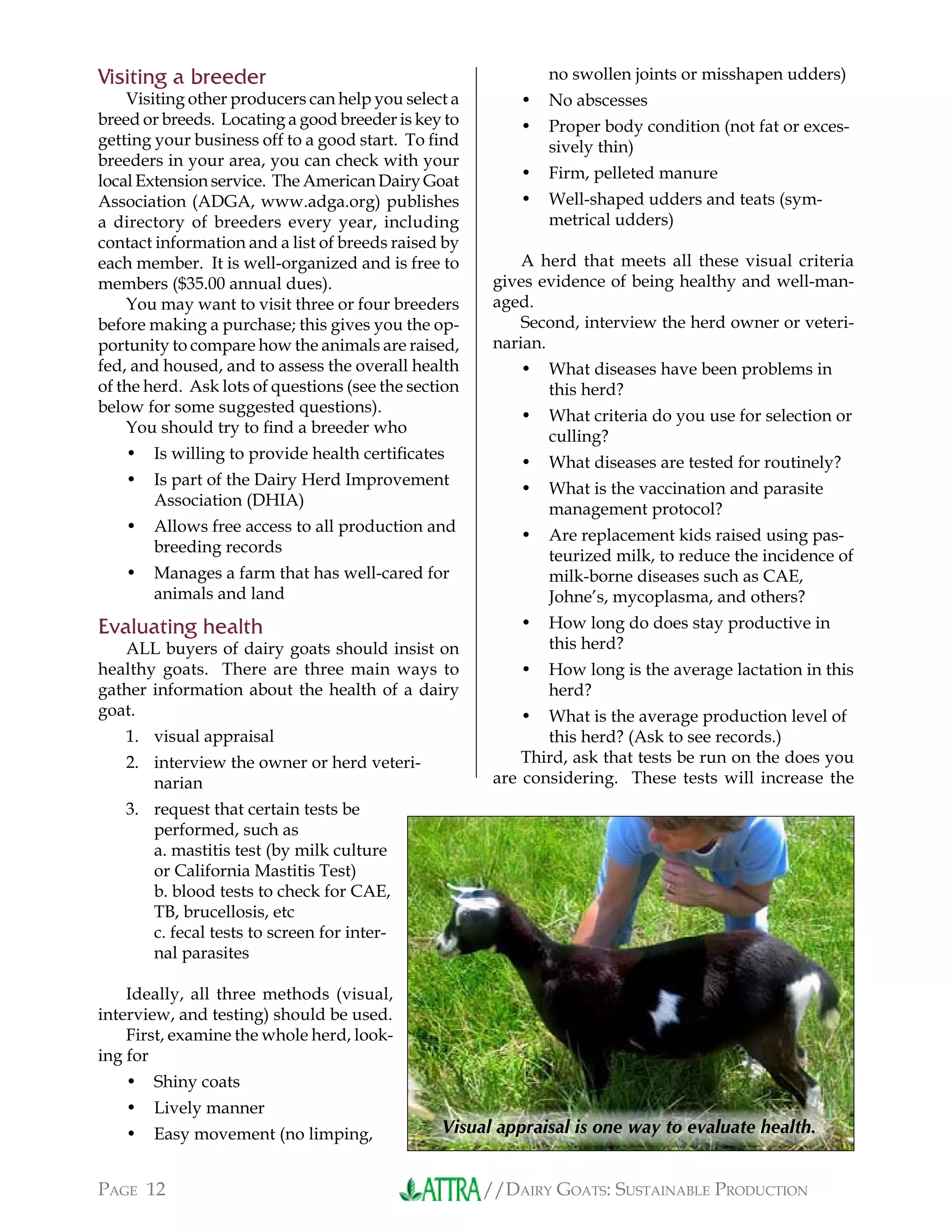 //DAIRY GOATS: SUSTAINABLE PRODUCTIONPAGE 12
Visiting a breeder
Visiting other producers can help you select a
breed or breeds. Locating a good breeder is key to
getting your business off to a good start. To ﬁnd
breeders in your area, you can check with your
local Extension service. The American Dairy Goat
Association (ADGA, www.adga.org) publishes
a directory of breeders every year, including
contact information and a list of breeds raised by
each member. It is well-organized and is free to
members ($35.00 annual dues).
You may want to visit three or four breeders
before making a purchase; this gives you the op-
portunity to compare how the animals are raised,
fed, and housed, and to assess the overall health
of the herd. Ask lots of questions (see the section
below for some suggested questions).
You should try to ﬁnd a breeder who
Is willing to provide health certiﬁcates
Is part of the Dairy Herd Improvement
Association (DHIA)
Allows free access to all production and
breeding records
Manages a farm that has well-cared for
animals and land
Evaluating health
ALL buyers of dairy goats should insist on
healthy goats. There are three main ways to
gather information about the health of a dairy
goat.
visual appraisal
interview the owner or herd veteri-
narian
request that certain tests be
performed, such as
a. mastitis test (by milk culture
or California Mastitis Test)
b. blood tests to check for CAE,
TB, brucellosis, etc
c. fecal tests to screen for inter-
nal parasites
Ideally, all three methods (visual,
interview, and testing) should be used.
First, examine the whole herd, look-
ing for
Shiny coats
Lively manner
Easy movement (no limping,
•
•
•
•
1.
2.
3.
•
•
•
no swollen joints or misshapen udders)
No abscesses
Proper body condition (not fat or exces-
sively thin)
Firm, pelleted manure
Well-shaped udders and teats (sym-
metrical udders)
A herd that meets all these visual criteria
gives evidence of being healthy and well-man-
aged.
Second, interview the herd owner or veteri-
narian.
What diseases have been problems in
this herd?
What criteria do you use for selection or
culling?
What diseases are tested for routinely?
What is the vaccination and parasite
management protocol?
Are replacement kids raised using pas-
teurized milk, to reduce the incidence of
milk-borne diseases such as CAE,
Johne’s, mycoplasma, and others?
How long do does stay productive in
this herd?
How long is the average lactation in this
herd?
What is the average production level of
this herd? (Ask to see records.)
Third, ask that tests be run on the does you
are considering. These tests will increase the
•
•
•
•
•
•
•
•
•
•
•
•
Visual appraisal is one way to evaluate health.
 
