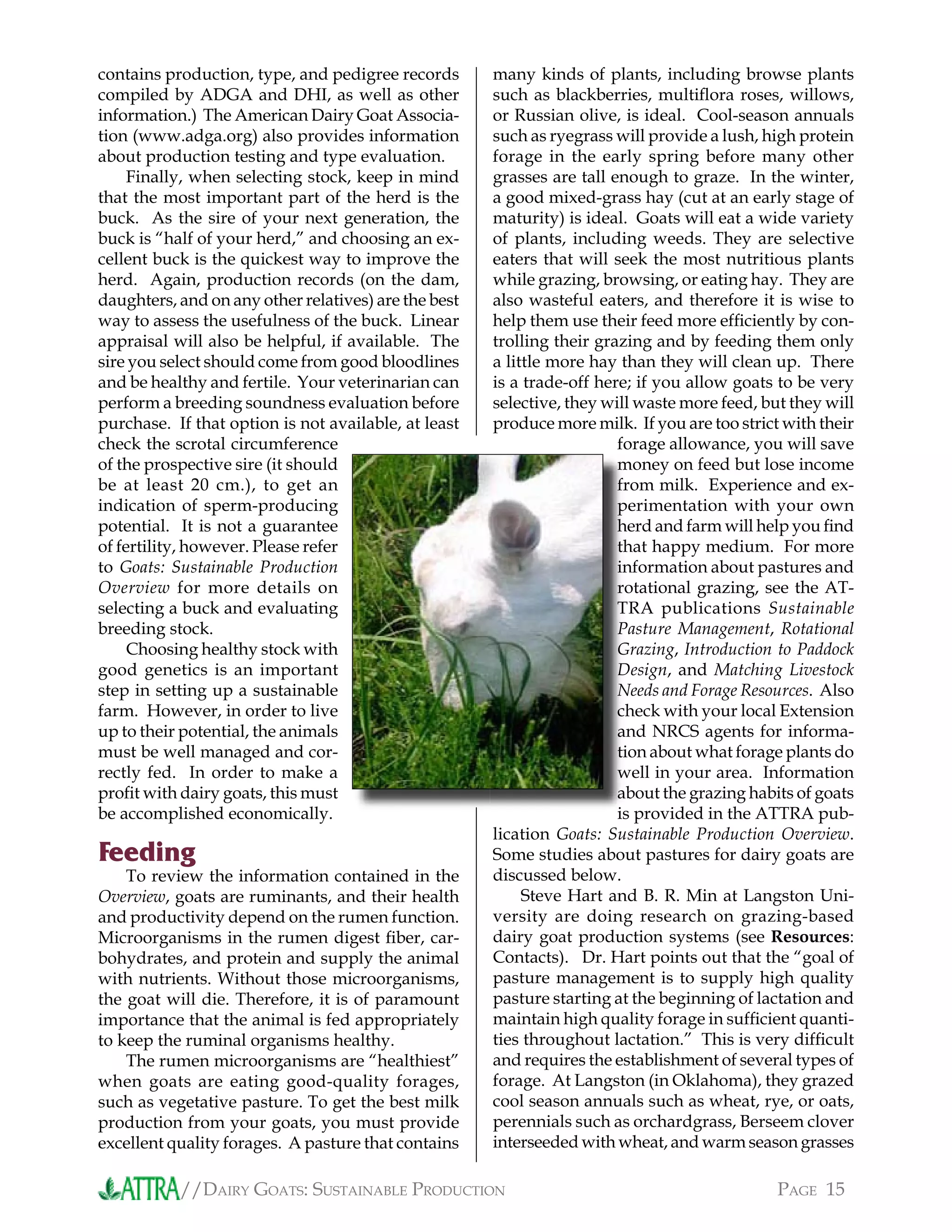 //DAIRY GOATS: SUSTAINABLE PRODUCTION PAGE 15
contains production, type, and pedigree records
compiled by ADGA and DHI, as well as other
information.) The American Dairy Goat Associa-
tion (www.adga.org) also provides information
about production testing and type evaluation.
Finally, when selecting stock, keep in mind
that the most important part of the herd is the
buck. As the sire of your next generation, the
buck is “half of your herd,” and choosing an ex-
cellent buck is the quickest way to improve the
herd. Again, production records (on the dam,
daughters, and on any other relatives) are the best
way to assess the usefulness of the buck. Linear
appraisal will also be helpful, if available. The
sire you select should come from good bloodlines
and be healthy and fertile. Your veterinarian can
perform a breeding soundness evaluation before
purchase. If that option is not available, at least
check the scrotal circumference
of the prospective sire (it should
be at least 20 cm.), to get an
indication of sperm-producing
potential. It is not a guarantee
of fertility, however. Please refer
to Goats: Sustainable Production
Overview for more details on
selecting a buck and evaluating
breeding stock.
Choosing healthy stock with
good genetics is an important
step in setting up a sustainable
farm. However, in order to live
up to their potential, the animals
must be well managed and cor-
rectly fed. In order to make a
proﬁt with dairy goats, this must
be accomplished economically.
Feeding
To review the information contained in the
Overview, goats are ruminants, and their health
and productivity depend on the rumen function.
Microorganisms in the rumen digest ﬁber, car-
bohydrates, and protein and supply the animal
with nutrients. Without those microorganisms,
the goat will die. Therefore, it is of paramount
importance that the animal is fed appropriately
to keep the ruminal organisms healthy.
The rumen microorganisms are “healthiest”
when goats are eating good-quality forages,
such as vegetative pasture. To get the best milk
production from your goats, you must provide
excellent quality forages. A pasture that contains
many kinds of plants, including browse plants
such as blackberries, multiﬂora roses, willows,
or Russian olive, is ideal. Cool-season annuals
such as ryegrass will provide a lush, high protein
forage in the early spring before many other
grasses are tall enough to graze. In the winter,
a good mixed-grass hay (cut at an early stage of
maturity) is ideal. Goats will eat a wide variety
of plants, including weeds. They are selective
eaters that will seek the most nutritious plants
while grazing, browsing, or eating hay. They are
also wasteful eaters, and therefore it is wise to
help them use their feed more efﬁciently by con-
trolling their grazing and by feeding them only
a little more hay than they will clean up. There
is a trade-off here; if you allow goats to be very
selective, they will waste more feed, but they will
produce more milk. If you are too strict with their
forage allowance, you will save
money on feed but lose income
from milk. Experience and ex-
perimentation with your own
herd and farm will help you ﬁnd
that happy medium. For more
information about pastures and
rotational grazing, see the AT-
TRA publications Sustainable
Pasture Management, Rotational
Grazing, Introduction to Paddock
Design, and Matching Livestock
Needs and Forage Resources. Also
check with your local Extension
and NRCS agents for informa-
tion about what forage plants do
well in your area. Information
about the grazing habits of goats
is provided in the ATTRA pub-
lication Goats: Sustainable Production Overview.
Some studies about pastures for dairy goats are
discussed below.
Steve Hart and B. R. Min at Langston Uni-
versity are doing research on grazing-based
dairy goat production systems (see Resources:
Contacts). Dr. Hart points out that the “goal of
pasture management is to supply high quality
pasture starting at the beginning of lactation and
maintain high quality forage in sufﬁcient quanti-
ties throughout lactation.” This is very difﬁcult
and requires the establishment of several types of
forage. At Langston (in Oklahoma), they grazed
cool season annuals such as wheat, rye, or oats,
perennials such as orchardgrass, Berseem clover
interseeded with wheat, and warm season grasses
money on feed but lose income
from milk. Experience and ex
perimentation with your own
herd and farm will help you ﬁnd
that happy medium. For more
information about pastures and
rotational grazing, see the AT
TRA publications
Pasture Management
Grazing
Design
Needs and Forage Resources
check with your local Extension
and NRCS agents for informa
tion about what forage plants do
well in your area. Information
about the grazing habits of goats
is provided in the ATTRA pub
 
