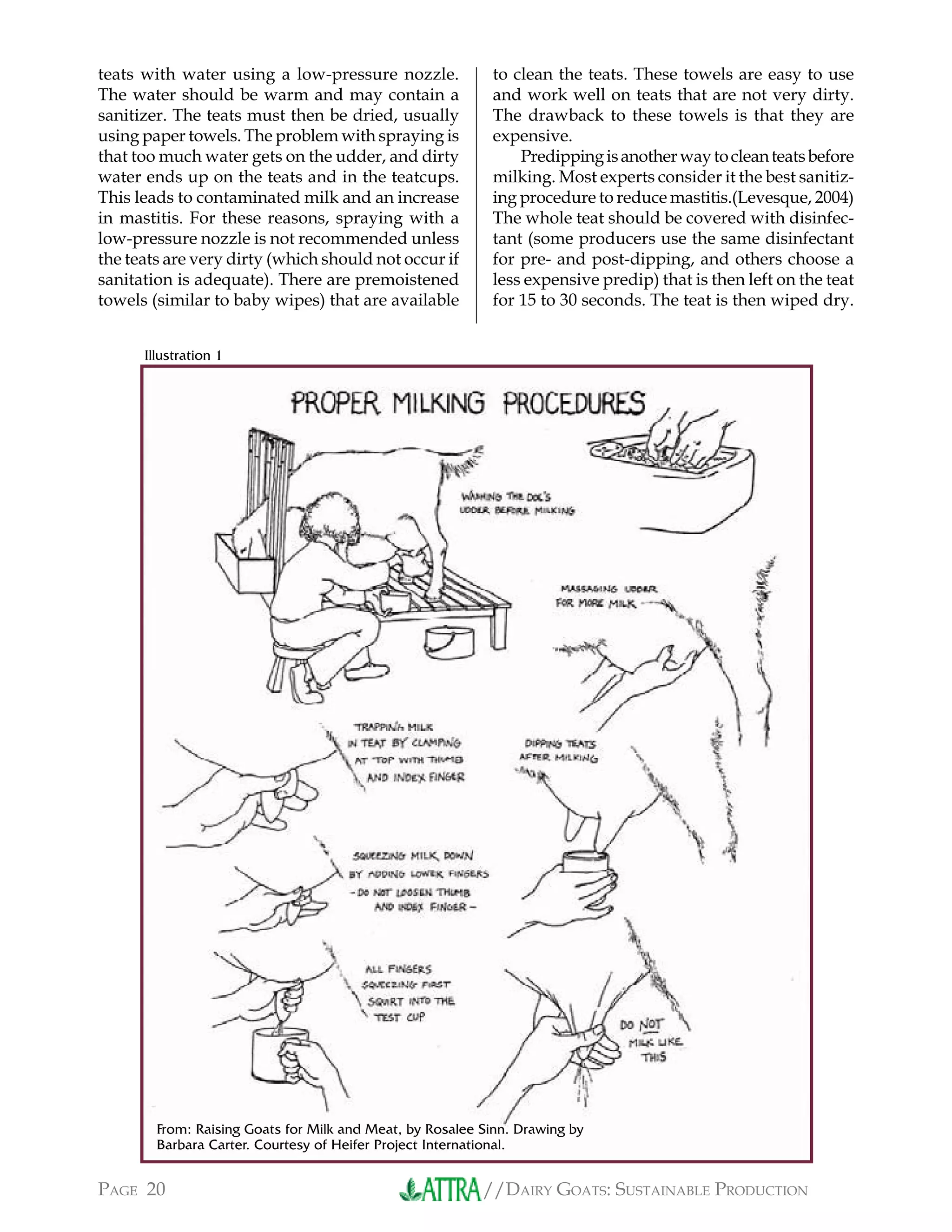 //DAIRY GOATS: SUSTAINABLE PRODUCTIONPAGE 20
teats with water using a low-pressure nozzle.
The water should be warm and may contain a
sanitizer. The teats must then be dried, usually
using paper towels. The problem with spraying is
that too much water gets on the udder, and dirty
water ends up on the teats and in the teatcups.
This leads to contaminated milk and an increase
in mastitis. For these reasons, spraying with a
low-pressure nozzle is not recommended unless
the teats are very dirty (which should not occur if
sanitation is adequate). There are premoistened
towels (similar to baby wipes) that are available
to clean the teats. These towels are easy to use
and work well on teats that are not very dirty.
The drawback to these towels is that they are
expensive.
Predippingisanotherwaytocleanteatsbefore
milking. Most experts consider it the best sanitiz-
ing procedure to reduce mastitis.(Levesque, 2004)
The whole teat should be covered with disinfec-
tant (some producers use the same disinfectant
for pre- and post-dipping, and others choose a
less expensive predip) that is then left on the teat
for 15 to 30 seconds. The teat is then wiped dry.
Illustration 1
From: Raising Goats for Milk and Meat, by Rosalee Sinn. Drawing by
Barbara Carter. Courtesy of Heifer Project International.
 