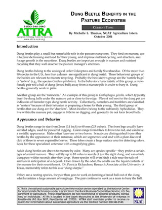 ATTRA is the national sustainable agriculture information center operated by the National Center
for Appropriate Technology under a grant from the Rural Business-Cooperative Service, U.S. De-
partment of Agriculture. These organizations do not recommend or endorse products, compa-
nies, or individuals. ATTRA is located in the Ozark Mountains at the University of Arkansas in
Fayetteville (P.O. Box 3657, Fayetteville, AR 72702). ATTRA staff members prefer to receive re-
quests for information about sustainable agriculture via the toll-free number 800-346-9140.
By Michelle L. Thomas, NCAT Agriculture Intern
October 2001
CURRENT TOPIC
DUNG BEETLE BENEFITS IN THE
PASTURE ECOSYSTEM
Introduction
Dung beetles play a small but remarkable role in the pasture ecosystem. They feed on manure, use
it to provide housing and food for their young, and improve nutrient cycling, soil structure, and
forage growth in the meantime. Dung beetles are important enough in manure and nutrient
recycling that they well deserve the pasture manager’s attention.
Dung beetles belong to the zoological order Coleoptera and family Scarabaeidae. Of the more than
90 species in the U.S., less than a dozen are significant in dung burial. Three behavioral groups of
the beetles are relevant to manure recycling. Probably the best-known group are the ‘tumble bugs’
or ‘rollers’ (e.g., the species Canthon pilularius). In the behavior characteristic of this group, a male-
female pair roll a ball of dung (brood ball) away from a manure pile in order to bury it. Dung
beetles generally work in pairs.
Another group are the ‘tunnelers.’ An example of this group is Onthophagus gazella, which typically
bury the dung balls under the manure pat or close to the edge. Piles of soil next to the dung pat are
indicators of tunneler-type dung beetle activity. Collectively, tunnelers and tumblers are classified
as ‘nesters’ because of their behavior in preparing a home for their young. The third group of
beetles that use dung are the ‘dwellers’. Most dwellers belong to the subfamily Aphodiidae. They
live within the manure pat, engage in little to no digging, and generally do not form brood balls.
Appearance and Behavior
Dung beetles range in size from 2mm (0.1 inch) to 60 mm (2.5 inches). The front legs usually have
serrated edges, used for powerful digging. Colors range from black to brown to red, and can have
a metallic appearance. Males often have one or two horns. Scarabs are distinguished from other
beetles by the appearance of their antennae, which are segmented and end with a plate-like oval
club of three to seven expansible leaves. These lobes create a large surface area for detecting odors.
Look for these specialized antennae with a magnifying glass.
Adult dung beetles are drawn to manure by odor. Many are species-specificthey prefer a certain
type of animal manure. They will fly up to 10 miles in search of just the right dung, and can attack
dung pats within seconds after they drop. Some species will even hitch a ride near the tails of
animals in anticipation of a deposit. Once drawn by the odor, the adults use the liquid contents of
the manure for their nourishment. Dr. Patricia Richardson, Research Associate at the University of
Texas, memorably refers to this as a “dung slurpie.”
If they are a nesting species, the pair then goes to work on forming a brood ball out of the dung,
which contains a large amount of roughage. The pair continue to work as a team to bury the ball.
 