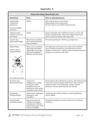 Plants that Attract Beneficials (A1)
Beneficial Pests How to attract/conserve
Aphid midge
(Aphiodoletes
aphidimyza)
(Larvae are aphid
predators)
Aphid Dill, mustard, thyme, sweet clover;
Shelter garden from strong winds;
Provide water in a pan filled with gravel (A2).
Aphid parasites
(Aphidius matricariae
and others)
Aphid Nectar-rich plants with small flowers (anise, caraway, dill,
parsley, mustard family, white clover, Queen Anne's lace,
yarrow). Don't use yellow sticky traps (A2).
Assassin bug
(Reduviidae family)
Many insects, including
flies, tomato hornworm,
large caterpillars
Permanent plantings for shelter (e.g., hedgerows)
Bigeyed Bugs
(Geocoris spp. of
Lygaeid Family)
(lines represent actual size)
Many insects, including
other bugs, flea beetles,
spider mites, insect eggs
and small caterpillars.
Will also eat seeds (A12).
Can build up in cool-season cover crops such as berseem
clover (Trifolium alexandrium) and subterranean clovers
(Trifolium subterraneum). Can be found on common knotweed
(Polygonum aviculare) as well (A11).
Braconid wasp
(Braconidae family)
Armyworm,
cabbageworm, codling
moth, gypsy moth,
European corn borer,
beetle larvae, flies, aphid,
caterpillars, other insects
Nectar plants with small flowers (caraway, dill, parsley, Queen
Anne's lace, fennel, mustard, white clover, tansy, yarrow),
sunflower, hairy vetch, buckwheat, cowpea, common
knotweed, crocuses, spearmint (A2, A3, A4, A6).
Damsel bug
(Nabidae family)
Aphid, thrips, leafhopper,
treehopper, small
caterpillars
Anything in the sunflower family as well as goldenrod,
yarrow, alfalfa.
Ground beetle
(Carabidae family)
Slug, snail, cutworm,
cabbage-root maggot;
some prey on Colorado
potato beetle, gypsy moth
and tent caterpillar
Permanent plantings, amaranth; white clover in orchards,
mulching.
Plants that Attract Beneficials (A1) continued
Beneficial Pests How to attract/conserve
Lacewing, Neuroptera
Family
(Chrysoperla and
Chrysopa spp.)
Top: adult; Middle:
larva; Bottom: eggs
(lines represent actual size)
After Extension Service 4-H
Handbook
Soft-bodied insects
including aphid, thrips,
mealybug, scale,
caterpillars, mite
Carrot family (caraway, Queen Anne's lace, tansy, dill,
angelica), sunflower family (coreopsis, cosmos, sunflowers,
dandelion, goldenrod), buckwheat, corn, holly leaf cherry
(Prunus ilicifolia), flowering bottle tree (Brachychiton
populneum), soapbark tree (Quillaja saponaria). Provide water
during dry spells (A2, A3, A4, A6, A7).
Ladybird beetle or
ladybug (Hippodamia
spp. and others)
(lines represent actual size)
After USDA Bull. 2148
Aphid, mealybug, spider
mite, soft scales
Once aphids leave a crop, lady beetles will also. To retain
active lady beetles , maintain cover crops or other hosts of
aphids or alternate prey (A11). Carrot family (fennel, angelica,
dill, tansy, bishop's weed (Ammi), Queen Anne's lace),
sunflower family (goldenrod, coreopsis, cosmos, golden
marguerite (Anthemis), dandelion, sunflower, yarrow), crimson
clover, hairy vetch, grains and native grasses, butterfly weed
(Asclepias), black locust, buckwheat, euonymus, rye, hemp
sesbania (Sesbania exaltata), soapbark tree, buckthorn
(Rhamnus), saltbush (Atriplex spp.), black locust (Robinia
pseudoacacia) (A2, A3, A4, A6, A7, A8).
Mealybug destroyer
(Cryptolaemus
montrouzieri)
Mealybug Carrot family (fennel, dill, angelica, tansy), sunflower family
(goldenrod, coreopsis, sunflower, yarrow) (A2).
Appendix A Appendix A
ATTRA// Farmscaping to Enhance Biological Control Page 20 ATTRA// Farmscaping to Enhance Biological Control Page 21
 
