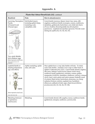 Plants that Attract Beneficials (A1)
Beneficial Pests How to attract/conserve
Aphid midge
(Aphiodoletes
aphidimyza)
(Larvae are aphid
predators)
Aphid Dill, mustard, thyme, sweet clover;
Shelter garden from strong winds;
Provide water in a pan filled with gravel (A2).
Aphid parasites
(Aphidius matricariae
and others)
Aphid Nectar-rich plants with small flowers (anise, caraway, dill,
parsley, mustard family, white clover, Queen Anne's lace,
yarrow). Don't use yellow sticky traps (A2).
Assassin bug
(Reduviidae family)
Many insects, including
flies, tomato hornworm,
large caterpillars
Permanent plantings for shelter (e.g., hedgerows)
Bigeyed Bugs
(Geocoris spp. of
Lygaeid Family)
(lines represent actual size)
Many insects, including
other bugs, flea beetles,
spider mites, insect eggs
and small caterpillars.
Will also eat seeds (A12).
Can build up in cool-season cover crops such as berseem
clover (Trifolium alexandrium) and subterranean clovers
(Trifolium subterraneum). Can be found on common knotweed
(Polygonum aviculare) as well (A11).
Braconid wasp
(Braconidae family)
Armyworm,
cabbageworm, codling
moth, gypsy moth,
European corn borer,
beetle larvae, flies, aphid,
caterpillars, other insects
Nectar plants with small flowers (caraway, dill, parsley, Queen
Anne's lace, fennel, mustard, white clover, tansy, yarrow),
sunflower, hairy vetch, buckwheat, cowpea, common
knotweed, crocuses, spearmint (A2, A3, A4, A6).
Damsel bug
(Nabidae family)
Aphid, thrips, leafhopper,
treehopper, small
caterpillars
Anything in the sunflower family as well as goldenrod,
yarrow, alfalfa.
Ground beetle
(Carabidae family)
Slug, snail, cutworm,
cabbage-root maggot;
some prey on Colorado
potato beetle, gypsy moth
and tent caterpillar
Permanent plantings, amaranth; white clover in orchards,
mulching.
Plants that Attract Beneficials (A1) continued
Beneficial Pests How to attract/conserve
Lacewing, Neuroptera
Family
(Chrysoperla and
Chrysopa spp.)
Top: adult; Middle:
larva; Bottom: eggs
(lines represent actual size)
After Extension Service 4-H
Handbook
Soft-bodied insects
including aphid, thrips,
mealybug, scale,
caterpillars, mite
Carrot family (caraway, Queen Anne's lace, tansy, dill,
angelica), sunflower family (coreopsis, cosmos, sunflowers,
dandelion, goldenrod), buckwheat, corn, holly leaf cherry
(Prunus ilicifolia), flowering bottle tree (Brachychiton
populneum), soapbark tree (Quillaja saponaria). Provide water
during dry spells (A2, A3, A4, A6, A7).
Ladybird beetle or
ladybug (Hippodamia
spp. and others)
(lines represent actual size)
After USDA Bull. 2148
Aphid, mealybug, spider
mite, soft scales
Once aphids leave a crop, lady beetles will also. To retain
active lady beetles , maintain cover crops or other hosts of
aphids or alternate prey (A11). Carrot family (fennel, angelica,
dill, tansy, bishop's weed (Ammi), Queen Anne's lace),
sunflower family (goldenrod, coreopsis, cosmos, golden
marguerite (Anthemis), dandelion, sunflower, yarrow), crimson
clover, hairy vetch, grains and native grasses, butterfly weed
(Asclepias), black locust, buckwheat, euonymus, rye, hemp
sesbania (Sesbania exaltata), soapbark tree, buckthorn
(Rhamnus), saltbush (Atriplex spp.), black locust (Robinia
pseudoacacia) (A2, A3, A4, A6, A7, A8).
Mealybug destroyer
(Cryptolaemus
montrouzieri)
Mealybug Carrot family (fennel, dill, angelica, tansy), sunflower family
(goldenrod, coreopsis, sunflower, yarrow) (A2).
Appendix A Appendix A
ATTRA// Farmscaping to Enhance Biological Control Page 20 ATTRA// Farmscaping to Enhance Biological Control Page 21
 