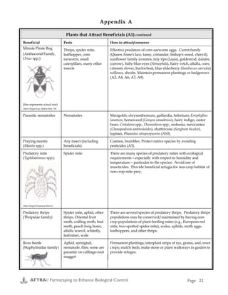 Plants that Attract Beneficials (A1) continued
Beneficial Pests How to attract/conserve
Minute Pirate Bug
(Anthocorid Family,
Orius spp.)
(line represents actual size)
After Oregon Exp. Station Bull. 749
Thrips, spider mite,
leafhopper, corn
earworm, small
caterpillars, many other
insects
Effective predators of corn earworm eggs. Carrot family
(Queen Anne's lace, tansy, coriander, bishop's weed, chervil),
sunflower family (cosmos, tidy tips (Layia), goldenrod, daisies,
yarrow), baby-blue-eyes (Nemophila), hairy vetch, alfalfa, corn,
crimson clover, buckwheat, blue elderberry (Sambucus caerulea)
willows, shrubs. Maintain permanent plantings or hedgerows
(A2, A4, A6, A7, A9).
Parasitic nematodes Nematodes Marigolds, chrysanthemum, gaillardia, helenium, Eriophyllus
lanatum, horseweed (Conyza canadensis), hairy indigo, castor
bean, Crotalaria spp., Desmodium spp., sesbania, mexicantea
(Chenopodium ambrosioides), shattercane (Sorghum bicolor),
lupines, Phaseolus atropurpurens (A10).
Praying mantis
(Mantis spp.)
Any insect (including
beneficials)
Cosmos, brambles. Protect native species by avoiding
pesticides (A3).
Predatory mite
(Typhlodromus spp.)
After Oregon Extension Service
Spider mite There are many species of predatory mites with ecological
requirements—especially with respect to humidity and
temperature—particular to the species. Avoid use of
insecticides. Provide beneficial refugia for non-crop habitat of
non-crop mite prey.
Predatory thrips
(Thripidae family)
Spider mite, aphid, other
thrips, Oriental fruit
moth, codling moth, bud
moth, peach twig borer,
alfalfa weevil, whitefly,
leafminer, scale
There are several species of predatory thrips. Predatory thrips
populations may be conserved/maintained by having non-
crop populations of plant-feeding mites (e.g., European red
mite, two-spotted spider mite), scales, aphids, moth eggs,
leafhoppers, and other thrips.
Rove beetle
(Staphylinidae family)
Aphid, springtail,
nematode, flies; some are
parasitic on cabbage-root
maggot
Permanent plantings; interplant strips of rye, grains, and cover
crops; mulch beds; make stone or plant walkways in garden to
provide refuges.
Appendix A
ATTRA// Farmscaping to Enhance Biological Control Page 22 ATTRA// Farmscaping to Enhance Biological Control Page 19
Hoffman, M.P., and A.C. Frodsham. 1993. Natural
Enemies of Vegetable Insect Pests. Cornell Cooperative
Extension. 63 p.
This book focuses on the life cycle of natural enemies of
insect pests. It includes a general discussion about each
family of natural enemies, within which details are
provided about some species, including appearance and
life cycle, pests attacked and relative effectiveness. With
its diagrams and pictures, this book is a good reference for
agricultural field workers.
Ordering information:
Resource Center
7 Business/Technology Park
Cornell University
Ithaca, NY 14850
(607) 255-2080
FAX: (607) 255-9946
e-mail: DIST_Center@CCE.Cornell.EDU
Order code: 139NVP
$14.95 postage included
Mahr, Daniel L., and Nino M. Ridgeway. 1993.
Biological Control of Insects and Mites: An Introduction
to Beneficial Natural Enemies and their Use in Pest
Management. North Central Region Publication No. 481.
Cooperative Extension
Service, University of Wisconsin. 91 p.
This book provides a good introduction to biological
control of insects and mites with a geographic focus on the
north central U.S. A brief review of insect biology, types
of pests, and crop damage is followed by sections on
natural and artificial types of insect pest control. A third of
the book, accompanied by good photos and diagrams,
focuses on the families of natural enemies that provide
biological control of insects and mites. The remaining text
gives an overview of biological control techniques, with a
focus on periodic release of natural enemies. Information
on conservation of natural enemies is a bit thin, but overall
a very good reference and overview of the subject.
To order:
Send $13.50/copy ($11 + $2.50 for shipping) with check
payable to “Extension Publications” to:
University of Wisconsin
Cooperative Extension Publications
45 N. Charter St.
Madison, WI 53715
Additional Reading continued
Pest and Disease SuppressionPest and Disease SuppressionPest and Disease SuppressionPest and Disease SuppressionPest and Disease Suppression
Above-Ground DiversityAbove-Ground DiversityAbove-Ground DiversityAbove-Ground DiversityAbove-Ground Diversity
to Favor Beneficialsto Favor Beneficialsto Favor Beneficialsto Favor Beneficialsto Favor Beneficials
Crop Rotations
Beneficial Organism Habitat
Interplant annual insectary strips
Hedgerows for insects and wildlife
Beneficial bird and bat habitat
Cover crops as insectaries
Minimal Use of
Chemical Pesticides
Reduce Pest Habitat
Minimal use of chemical
fertilizers/pesticides
Healthy SoilHealthy SoilHealthy SoilHealthy SoilHealthy Soil
Enhanced below-ground diversityEnhanced below-ground diversityEnhanced below-ground diversityEnhanced below-ground diversityEnhanced below-ground diversity
Regular Additions
of Organic Matter
Well-aged compost
Green manures and cover crops
Crop Rotations
Minimal Tillage
(to conserve soil organic matter)
 