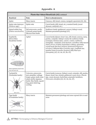 Plants that Attract Beneficials (A1) continued
Beneficial Pests How to attract/conserve
Spider Many insects Caraway, dill, fennel, cosmos, marigold, spearmint (A2, A6).
Spider mite destroyer
(Stethorus spp.)
Spider mite Carrot family (dill, fennel, etc.), mustard family (sweet
alyssum, candytuft, etc.).
Spined soldier bug
(Podisus maculiventris)
Fall armyworm, sawfly,
Colorado potato beetle,
Mexican bean beetle
Sunflower family (goldenrod, yarrow), bishop's weed;
Maintain permanent plantings (A7).
Syrphid fly
(Hover flies)
(Syrphidae family)
(lines represent actual size)
After USDA Bull. 1930
Aphid Carrot family (Queen Anne's lace, dill, fennel, caraway, tansy,
parsley, coriander, bishop's weed), the sunflower family
(coreopsis, Gloriosa daisy, yarrow, cosmos, sunflower,
marigolds), candytuft, sweet alyssum, ceanothus, holly-leaved
cherry (Prunus ilicifolia), buckwheat, scabiosa, spearmint,
coyote brush (Baccharis pilularis), knotweed (Polygonum
aviculare), California lilacs (Ceanothus spp.), soapbark tree,
meadow foam (Linnanthes douglasii), baby-blue-eyes
(Nemophila); (A2, A3, A4, A5, A6, A7).
Tachinid fly
(Tachinidae family)
After U.S.D.A
Cutworm, armyworm,
tent caterpillar, cabbage
looper, gypsy moth; some
attack sawfly, Japanese
beetle, May beetle, squash
bug, green stink bug,
sowbug
Carrot family (caraway, bishop's weed, coriander, dill, parsley,
Queen Anne's lace, fennel), goldenrod, sweet clover, Phacelia
spp., sweet alyssum, buckwheat, amaranth, buckthorn,
Heteromeles arbutifolia (A2, A3, A4, A6, A7).
Tiger beetle
(Cicindelidae family)
After MA State Board of Agriculture,
1862
Many insects Maintain permanent plantings and some exposed dirt or sand
areas.
A Whole-Farm Approach to Managing Pests.
2000. Sustainable Agriculture Network. 20 p.
This bulletin from the Sustainable Agriculture
Network (SAN) outlines how to use ecological
principles to control pests on your farm.
Contains successful strategies and a resource
listing.
Ordering information:
Sustainable Agriculture Network
(301) 405-3186
http://www.sare.org/san/htdocs/
pubs/
Biocontrol/IPM Books:
Beers, E.H., J.F. Brunner, M.J. Willett and G.M.
Warner (eds). 1993. Orchard Pest
Management: A Resource Book for the
Pacific Northwest. Good Fruit Grower.
Yakima, WA. 276 p.
“Orchard Pest Management is an outstanding
resource book for growers, consultants,
orchard managers, and those interested in the
latest findings on integrated pest management
tactics, not only in the Pacific Northwest, but
throughout the United States. It explains in
detail the philosophy of IPM, and the tools and
tactics needed to implement this management
approach. All the information is presented in
an easily readable style both the neophyte and
expert can follow. The book is comprehensive,
well written and organized, and amply
illustrated with colorful photographs and
excellent line drawings and graphics….” - Dr.
Larry A. Hull, Professor of Entomology, Penn.
State University. We agree.
Ordering information:
Washington State Fruit Commision
1005 Tieton Drive
Yakima, WA 98902
(509) 575-2315
FAX: (509) 453-4880
Additional Reading continued Appendix A
ATTRA// Farmscaping to Enhance Biological Control Page 18 ATTRA// Farmscaping to Enhance Biological Control Page 23
Flint, M.L. and S.H. Dreistadt. 1998. Natural
Enemies Handbook. The Illustrated Guide to
Biological Pest Control. U.C. Press, Berkeley. 154 p.
This book is an illustrated guide to the identification
and biology of beneficial organisms including natural
enemies of plant pathogens, nematodes, weeds, and
arthropods. Many excellent photos and informative
diagrams and tables make this book a good reference
for farmers, farm managers and students. This book
does not cover farmscaping.
Ordering information:
(510) 642-2431, or (800) 994-8849
e-mail: danrcs@ucdavis.edu
Website: http://danrcs.ucdavis.edu
Foster, R. and B. Flood. Vegetable Insect
Management With Emphasis on the Midwest. 1995.
Meister Publishing Company, Willoughby, OH. 206 p.
The chapters of this well-formatted book are organized
according to vegetable crop and written by experts on
that crop. The focus is on IPM and the charts,
diagrams, drawings, and pictures all contribute to an
exceptionally well-designed book that is easily readable
but dense with useful information. An excellent
resource for midwestern vegetable growers and IPM
practitioners.
To Order: Unfortunately, Vegetable Insect Management is
sold out.
Contact:
Meister Publishing Company
37733 Euclid Avenue
Willoughby, OH 44094
(800) 572-7740
FAX: (440) 942-0662
e-mail: meisterpro_sales@meisternet.com
 