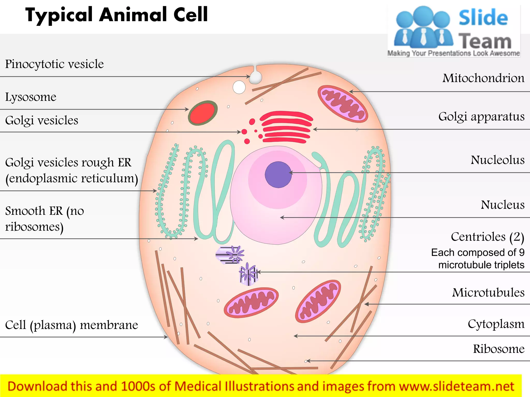 Animal Cell Electron Microscope Compare The Two Diagrams Given Below