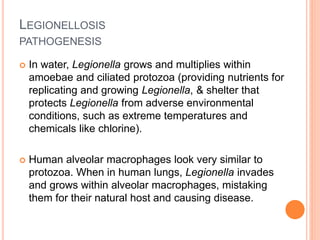 LEGIONELLOSIS
PATHOGENESIS
 In water, Legionella grows and multiplies within
amoebae and ciliated protozoa (providing nutrients for
replicating and growing Legionella, & shelter that
protects Legionella from adverse environmental
conditions, such as extreme temperatures and
chemicals like chlorine).
 Human alveolar macrophages look very similar to
protozoa. When in human lungs, Legionella invades
and grows within alveolar macrophages, mistaking
them for their natural host and causing disease.
 