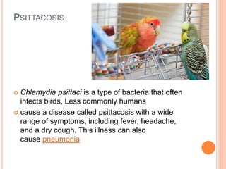 PSITTACOSIS
 Chlamydia psittaci is a type of bacteria that often
infects birds, Less commonly humans
 cause a disease called psittacosis with a wide
range of symptoms, including fever, headache,
and a dry cough. This illness can also
cause pneumonia
 