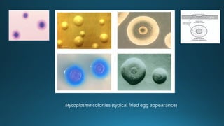 Atypical Pneumonia: Mycoplasma, Chlamydia, and Legionella – Clinical ...