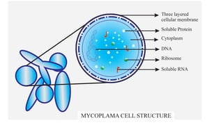 Comprehensive Overview of Atypical Pneumonia and Its Pathogens | PPTX