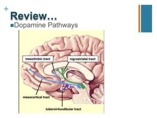 +
Dopamine Pathways
 