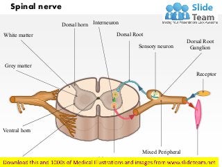 Grey matter
Ventral horn
Central canal
Motor neuron
Mixed Peripheral
nerve
Muscle
White matter
Dorsal horn
Spinal nerve
Dorsal Root
Interneuron
Sensory neuron
Dorsal Root
Ganglion
Receptor
 