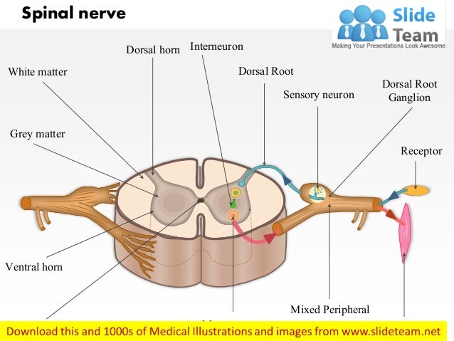 A typical spinal nerve with a cross section of the spinal cord medica…