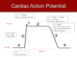 Cardiac Action Potential
 