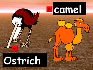 Ostrich
camel
 