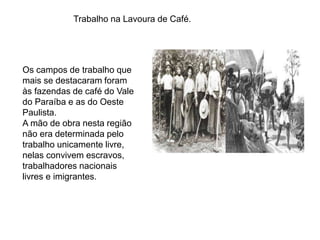 Trabalho na Lavoura de Café. 
Os campos de trabalho que 
mais se destacaram foram 
às fazendas de café do Vale 
do Paraíba e as do Oeste 
Paulista. 
A mão de obra nesta região 
não era determinada pelo 
trabalho unicamente livre, 
nelas convivem escravos, 
trabalhadores nacionais 
livres e imigrantes. 
 