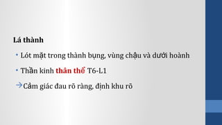 Lá thành
• Lót m t trong thành b ng, vùng ch u và d i hoànhặ ụ ậ ướ
• Th n kinhầ thân thể T6-L1
C m giác đau rõ ràng, đ nh khu rõả ị
 