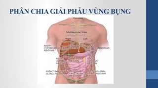 PHÂN CHIAGIẢI PHẪU VÙNG BỤNG
 