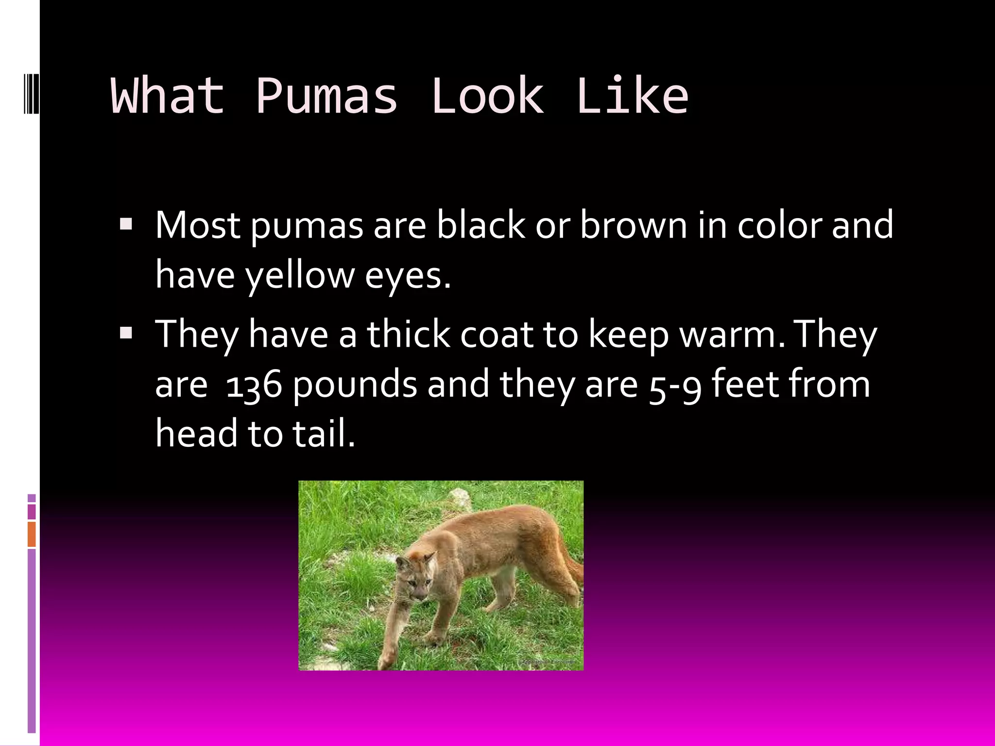 What Pumas Look Like
Most pumas are black or brown in color and
have yellow eyes.
They have a thick coat to keep warm.They
are 136 pounds and they are 5-9 feet from
head to tail.