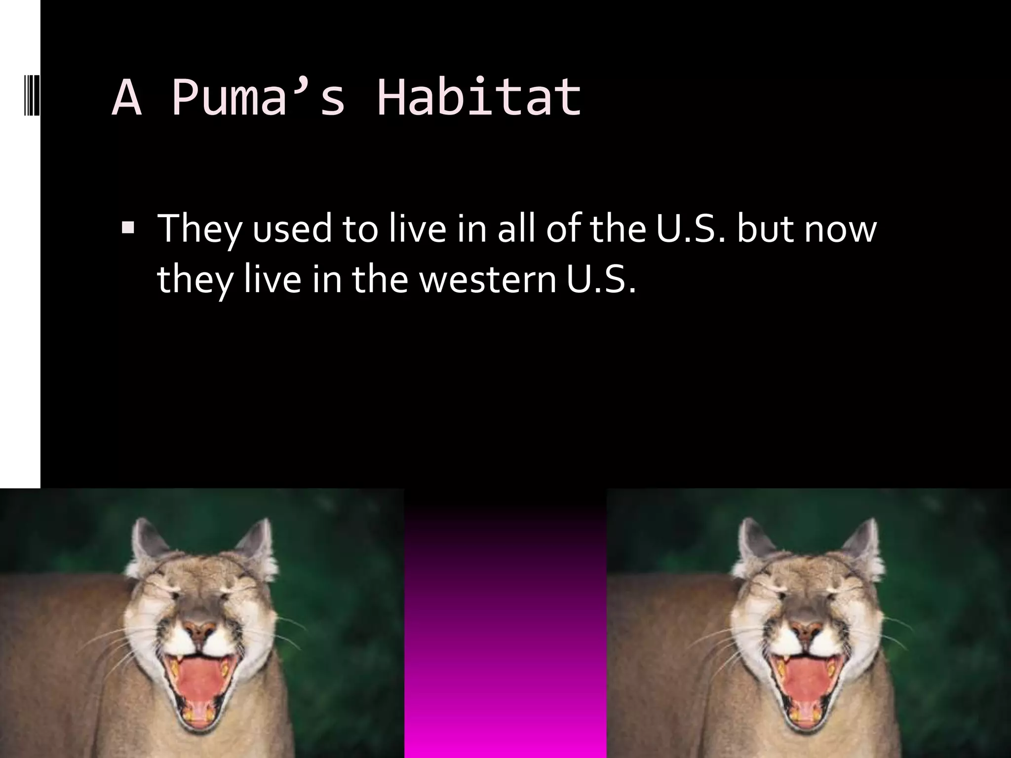 A Puma’s Habitat
They used to live in all of the U.S. but now
they live in the western U.S.