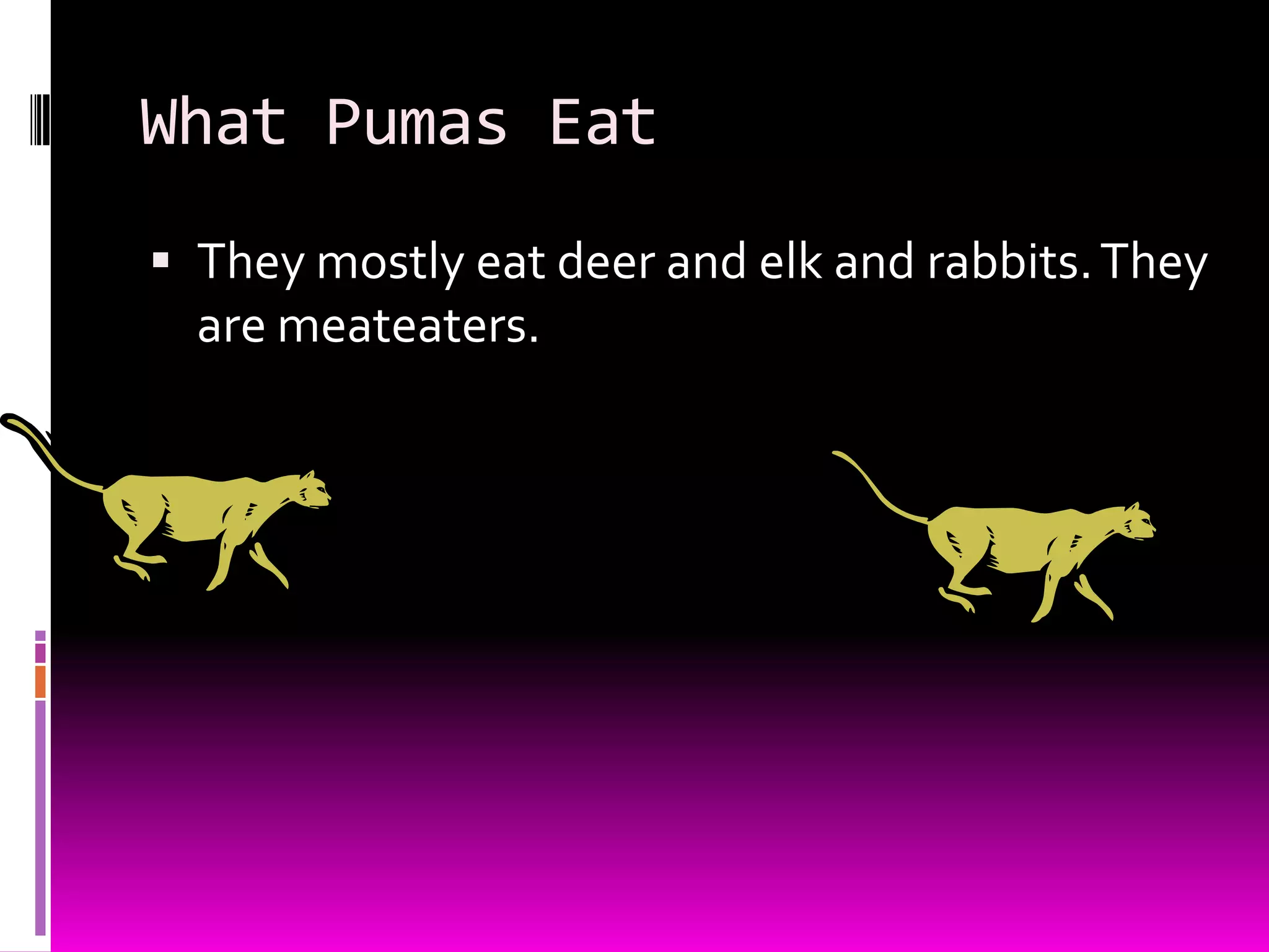 What Pumas Eat
They mostly eat deer and elk and rabbits.They
are meateaters.