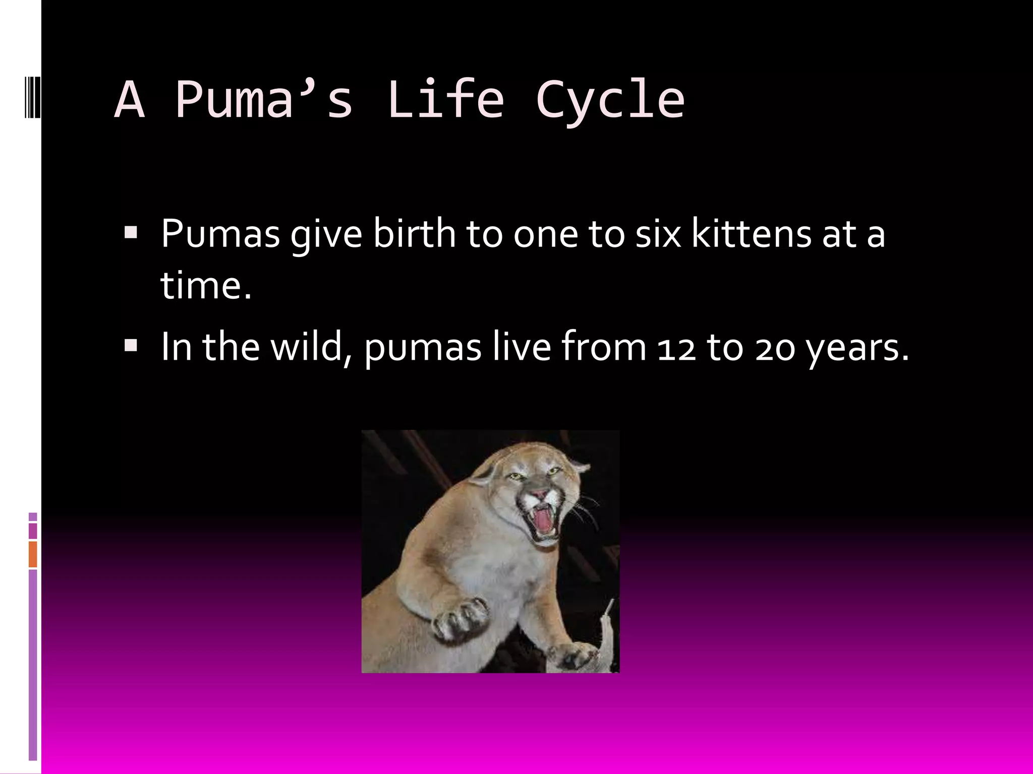 A Puma’s Life Cycle
Pumas give birth to one to six kittens at a
time.
In the wild, pumas live from 12 to 20 years.