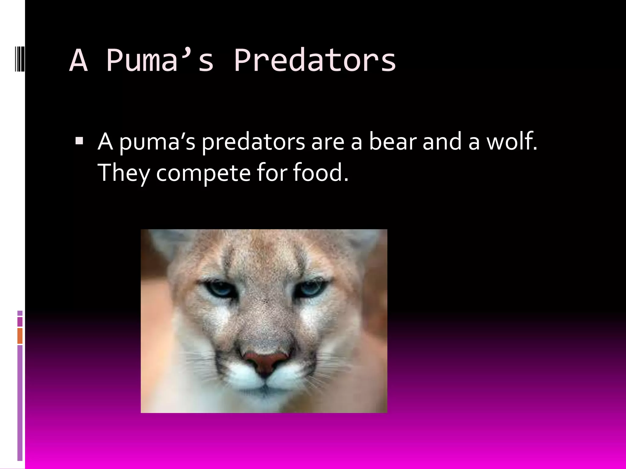 A Puma’s Predators
A puma’s predators are a bear and a wolf.
They compete for food.