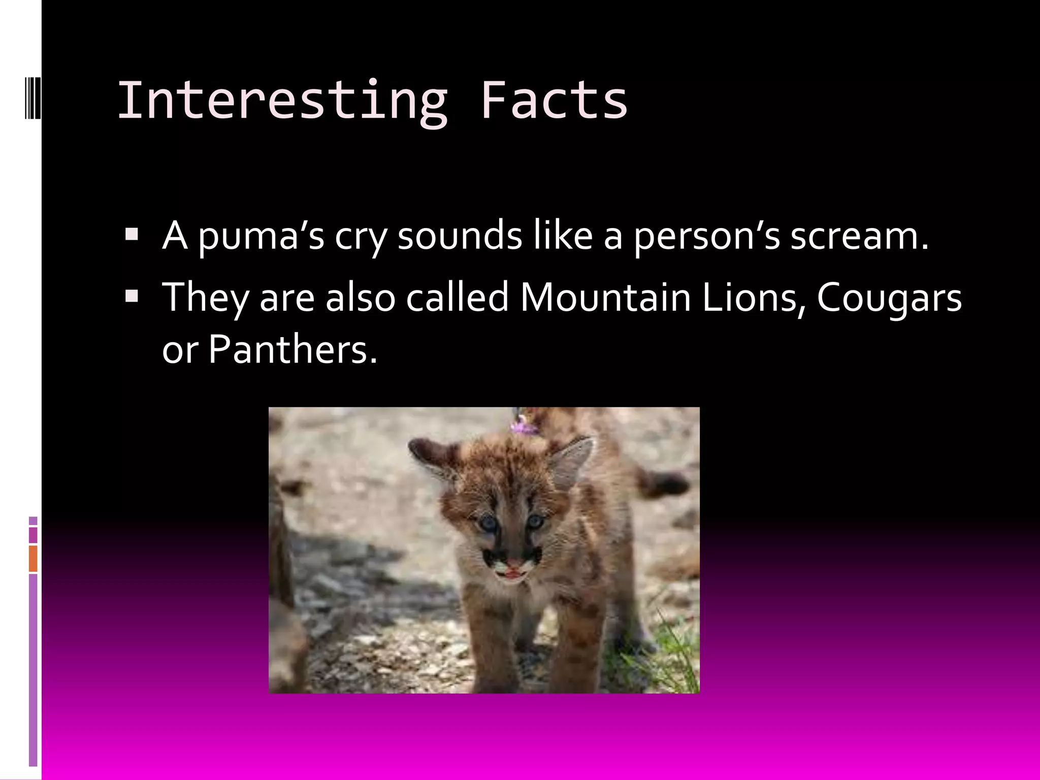 Interesting Facts
A puma’s cry sounds like a person’s scream.
They are also called Mountain Lions, Cougars
or Panthers.