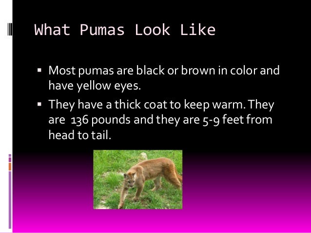 puma facts for kids