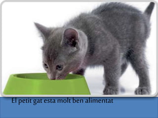 El petitgat estamolt ben alimentat
 