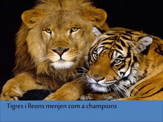 Tigres i lleonsmenjencom a champions
 