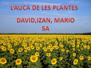 Auca de les plantes