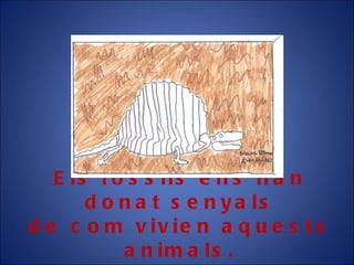 Els fòssils ens han donat senyals de com vivien aquests animals. 