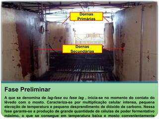 Dornas 
Primárias 
Dornas 
Secundárias 
Fase Preliminar 
A que se denomina de lag-fase ou fase lag , inicia-se no momento do contato do 
lêvedo com o mosto. Caracteriza-se por multiplicação celular intensa, pequena 
elevação de temperatura e pequeno desprendimento de dióxido de carbono. Nessa 
fase garante-se a produção de grande quantidade de células de poder fermentativo 
máximo, o que se consegue em temperatura baixa e mosto convenientemente 
preparado. 
 