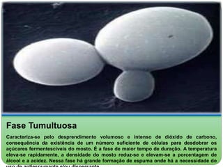 Fase Tumultuosa 
Caracteriza-se pelo desprendimento volumoso e intenso de dióxido de carbono, 
consequência da existência de um número suficiente de células para desdobrar os 
açúcares fermentescíveis do mosto. É a fase de maior tempo de duração. A temperatura 
eleva-se rapidamente, a densidade do mosto reduz-se e elevam-se a porcentagem de 
álcool e a acidez. Nessa fase há grande formação de espuma onde há a necessidade do 
uso de antiespumante e/ou dispersante. 
 