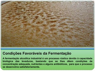 Condições Favoráveis da Fermentação 
A fermentação alcoólica industrial é um processo rústico devido à capacidade 
biológica das leveduras, bastando que se lhes dêem condições de 
concentração adequada, nutrientes e alguns antibióticos, para que o processo 
se desenvolva satisfatoriamente. 
 