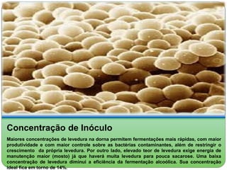 Concentração de Inóculo 
Maiores concentrações de levedura na dorna permitem fermentações mais rápidas, com maior 
produtividade e com maior controle sobre as bactérias contaminantes, além de restringir o 
crescimento da própria levedura. Por outro lado, elevado teor de levedura exige energia de 
manutenção maior (mosto) já que haverá muita levedura para pouca sacarose. Uma baixa 
concentração de levedura diminui a eficiência da fermentação alcoólica. Sua concentração 
ideal fica em torno de 14%. 
 