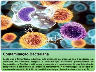 Contaminação Bacteriana 
Desde que a fermentação industrial, pela dimensão do processo não é conduzida em 
condições de completa assepsia, a contaminação bacteriana, principalmente de 
Lactobacillus e Bacillus , está sempre presente e , dependendo de sua intensidade, 
compromete o rendimento do processo fermentativo. A contaminação se associa ao 
aumento da formação de ácido láctico (ácido esse que não se transforma em etanol). 
 