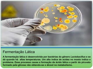 Fermentação Lática 
A fermentação lática é desenvolvida por bactérias do gênero Lactobacillus e se 
dá quando há altas temperaturas. Um alto índice de acidez no mosto indica o 
problema. Esse processo causa a formação de ácido lático a partir do piruvato 
formado pela glicose não obtendo-se o álcool no metabolismo. 
 