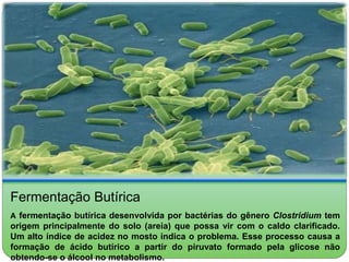 Fermentação Butírica 
A fermentação butírica desenvolvida por bactérias do gênero Clostridium tem 
origem principalmente do solo (areia) que possa vir com o caldo clarificado. 
Um alto índice de acidez no mosto indica o problema. Esse processo causa a 
formação de ácido butírico a partir do piruvato formado pela glicose não 
obtendo-se o álcool no metabolismo. 
 