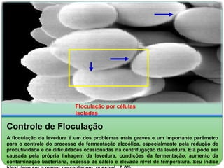 Floculação por células 
isoladas 
Controle de Floculação 
A floculação da levedura é um dos problemas mais graves e um importante parâmetro 
para o controle do processo de fermentação alcoólica, especialmente pela redução de 
produtividade e de dificuldades ocasionadas na centrifugação da levedura. Ela pode ser 
causada pela própria linhagem da levedura, condições da fermentação, aumento da 
contaminação bacteriana, excesso de cálcio e elevado nível de temperatura. Seu índice 
ideal deve ser a menor porcentagem possível 0,0%. 
 