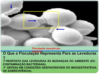 O Que a Floculação Representa Para as Leveduras 
? 
RESPOSTA DAS LEVEDURAS ÀS MUDANÇAS DO AMBIENTE (EX.: 
CONTAMINAÇÃO BACTERIANA). 
 
DEFESA EM CONDIÇÕES DESFAVORÁVEIS DO MEIO(ESTRATÉGIA 
DE SOBREVIVÊNCIA). 
Floculação causada por 
bactéria 
 