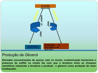 GLICOSE 
(AÇÚCAR) 
NAD+ 
BIOMASSA; ÁC. 
SUCCÍNICO ÁC. 
ACÉTICO 
GLICEROL 
NADH+ H+ 
Produção de Glicerol 
Elevadas concentrações de açúcar, sais no mosto, contaminação bacteriana e 
presença de sulfito no mosto faz com que a levedura sinta os choques 
osmóticos induzindo a levedura a produzir o glicerol como proteção do meio 
inadequado. 
 