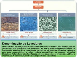 Denominação de Leveduras 
Leveduras são microorganismos constituídos por uma única célula (unicelulares) que se 
reproduzem assexuadamente por brotamento (ou sexuadamente) desenvolvendo-se na 
fermentação alcoólica. Há a classificação de mais de mil espécies diferentes, cada uma 
com suas características próprias, embora compartilhem os mesmos princípios 
biológicos. As leveduras são classificadas em duas categorias: as leveduras aeróbicas e 
anaeróbicas. A Saccharomyces Cerevisiae (aeróbica e anaeróbica) . 
 