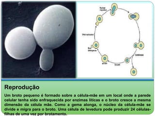Reprodução 
Um broto pequeno é formado sobre a célula-mãe em um local onde a parede 
celular tenha sido enfraquecida por enzimas líticas e o broto cresce a mesma 
dimensão da célula mãe. Como a gema alonga, o núcleo da célula-mãe se 
divide e migra para o broto. Uma célula de levedura pode produzir 24 células-filhas 
de uma vez por brotamento. 
 