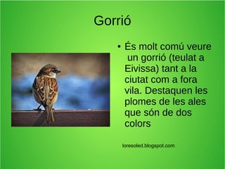 Gorrió
● És molt comú veure
un gorrió (teulat a
Eivissa) tant a la
ciutat com a fora
vila. Destaquen les
plomes de les ale...